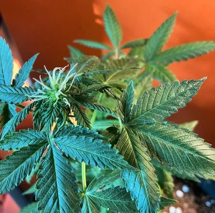 OnlyFans cuenta rainbowberry420 header 2