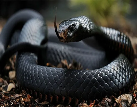OnlyFans cuenta blackmamba143 header 1