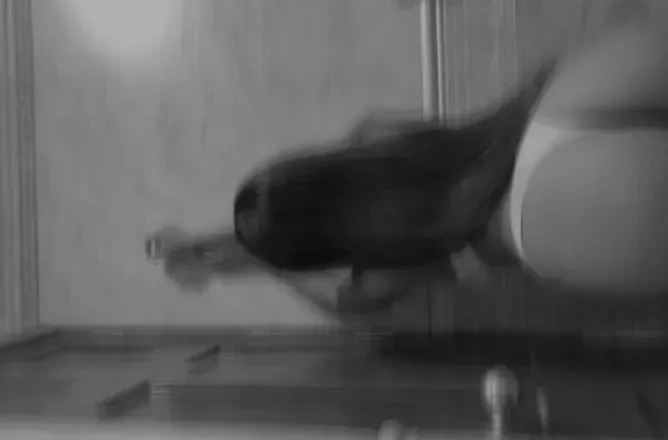 OnlyFans cuenta jaqueline_m header 2