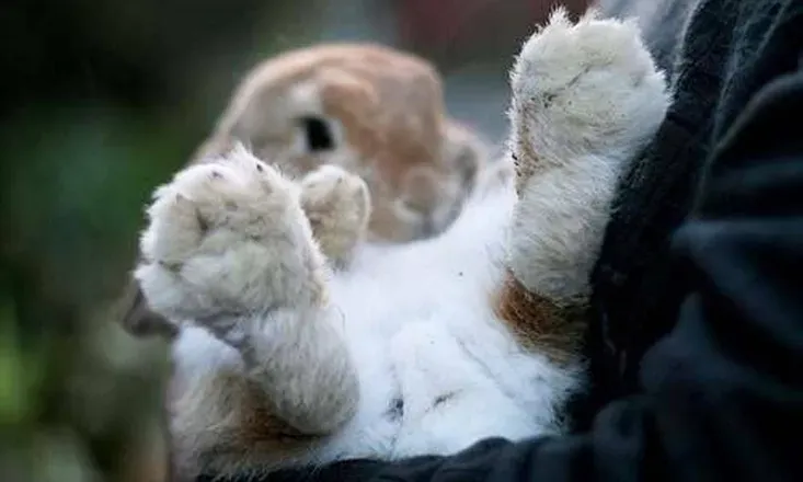 OnlyFans cuenta bunny.paws avatar 1