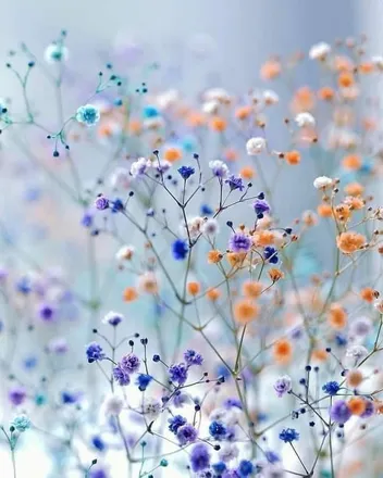 OnlyFans cuenta flowerjo header 2