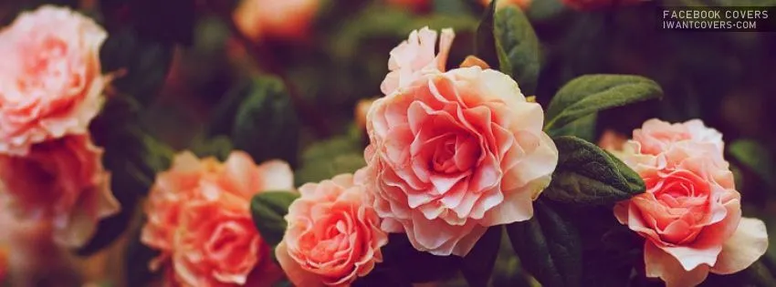 OnlyFans cuenta cass09041997 header 2