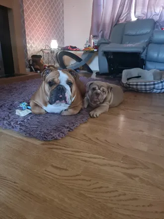 OnlyFans cuenta britishbulldoglife header 2
