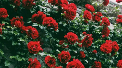 OnlyFans cuenta therosieredd header 2