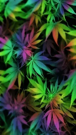 OnlyFans cuenta hazydaisy420 header 1