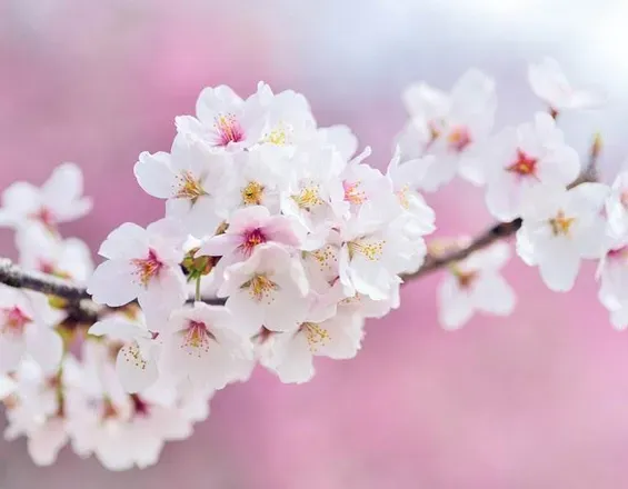 OnlyFans cuenta asianxxangel header 2