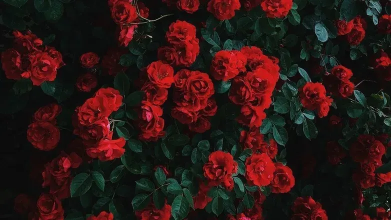 OnlyFans account  zararose.xo header 2
