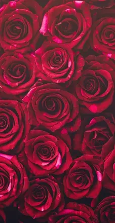OnlyFans cuenta shirleyblackmamba header 2