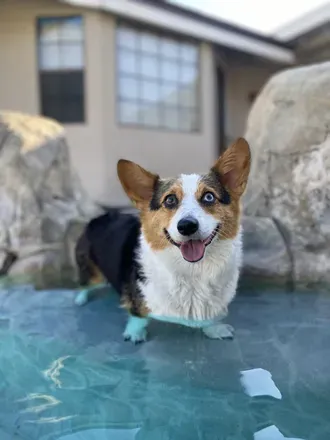 OnlyFans cuenta kona.the.corgi avatar 1