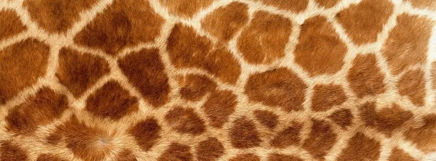 OnlyFans cuenta freeshortgiraffe header 2