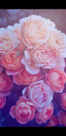 OnlyFans cuenta xmeganreesex header 2