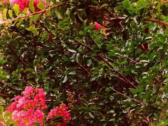 OnlyFans cuenta thewildsideofthings header 1
