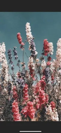 OnlyFans cuenta peach.p header 2