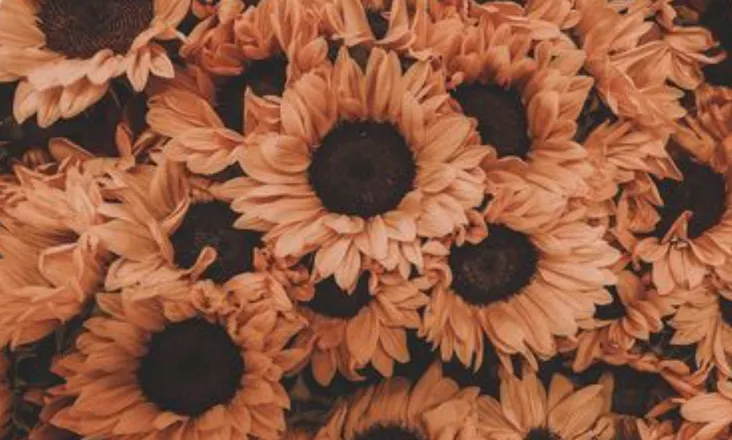 OnlyFans cuenta ambari header 2