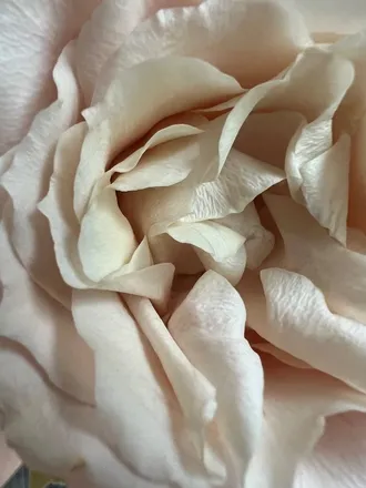 OnlyFans cuenta florr_silvestre header 2