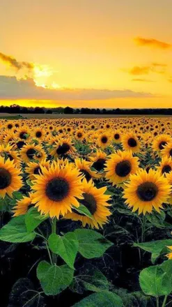 OnlyFans cuenta babysunflowerxxx header 2