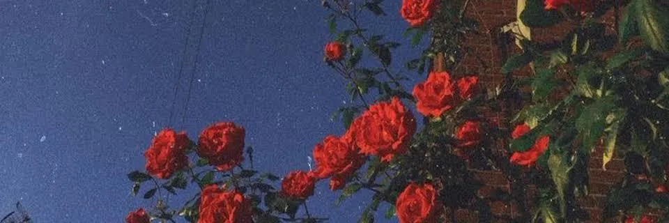 OnlyFans cuenta phoenix.ox header 2