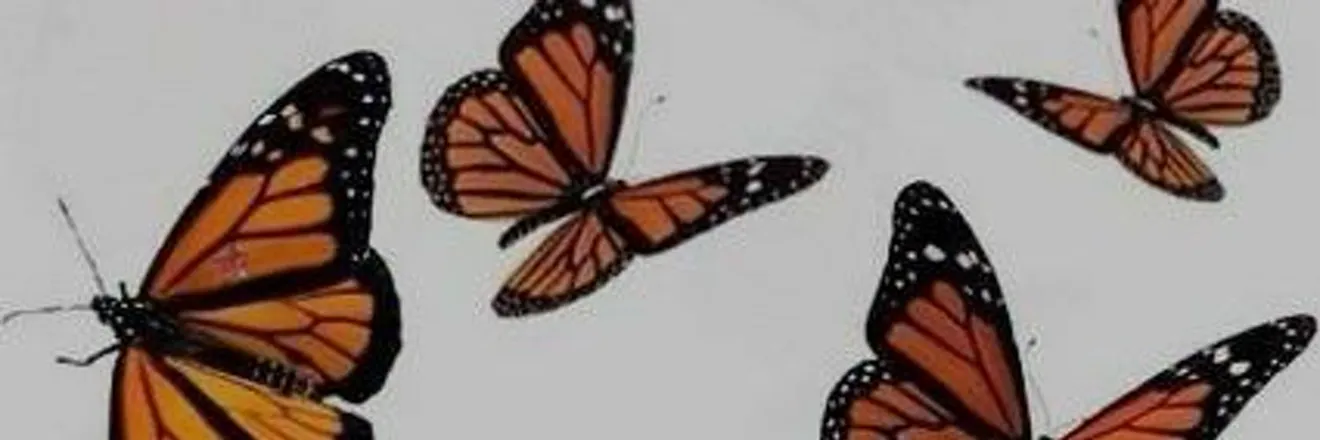 OnlyFans cuenta summer-z header 2