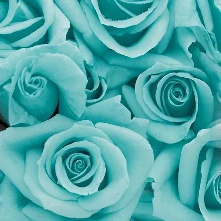 OnlyFans cuenta emberrose98 header 2