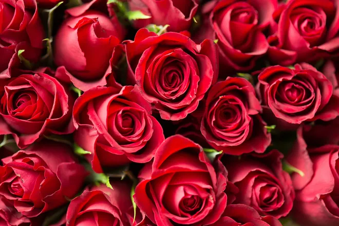 OnlyFans cuenta mrs_roosevelt header 2