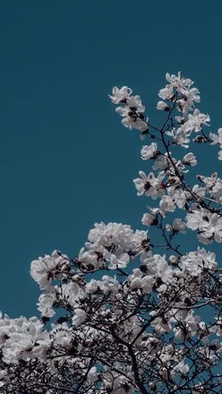 OnlyFans cuenta ninahigh header 2