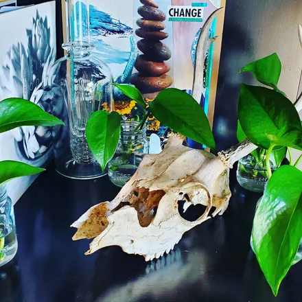 OnlyFans cuenta pothos_and_penis header 2