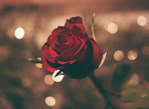 OnlyFans cuenta red_rose2 header 1