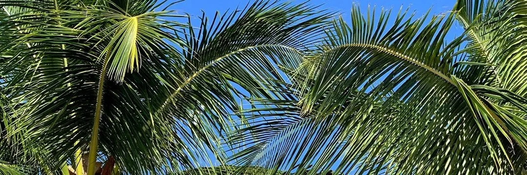 OnlyFans cuenta thebraziliantwink header 2