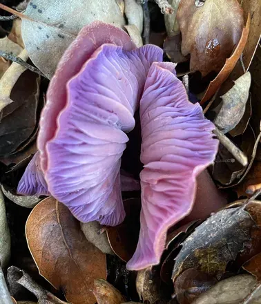 OnlyFans cuenta onlyfungi avatar 1