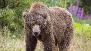 OnlyFans cuenta yungbear1 header 2
