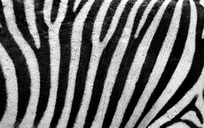 OnlyFans account  franzebra header 2
