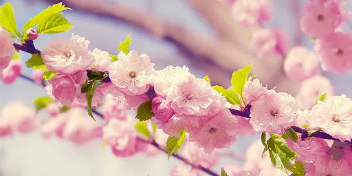 OnlyFans cuenta bliss_x header 2