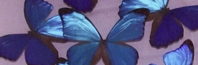 OnlyFans cuenta thebutterflyeffects header 2