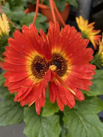 OnlyFans cuenta red-sunflower avatar 1
