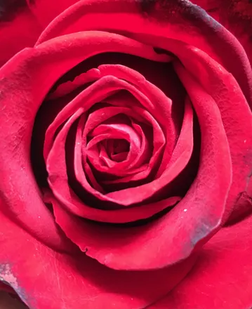 OnlyFans cuenta ishamelesss header 2