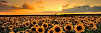 OnlyFans cuenta princessofsunflowers header 2