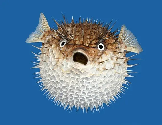 OnlyFans cuenta starlitblowfish avatar 1