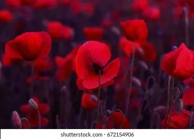 OnlyFans cuenta poppyred666 header 2