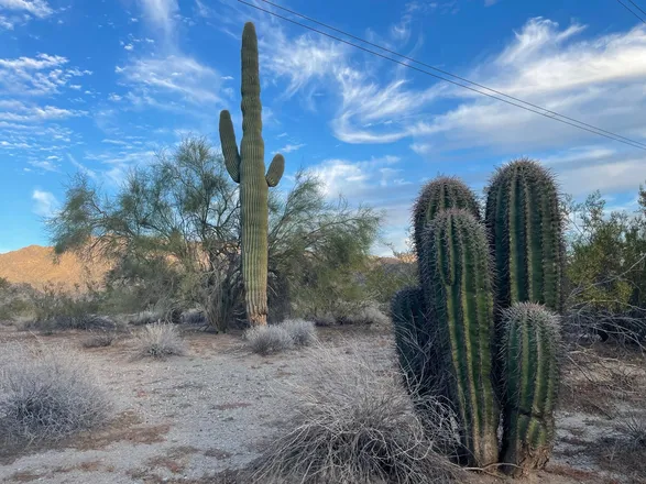 OnlyFans cuenta cactuscody header 2