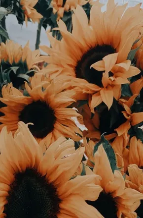 OnlyFans cuenta emily_jstark header 2