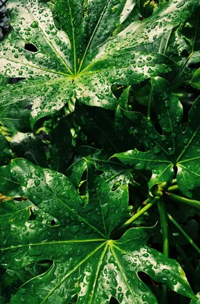OnlyFans cuenta yourplantdad header 2
