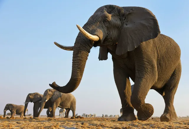 OnlyFans cuenta biggerthanaelephant header 2