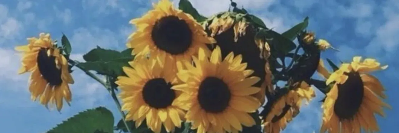 OnlyFans cuenta j_sunflower header 1