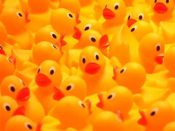 OnlyFans account  ducksforall header 2