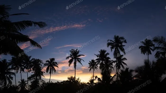 OnlyFans cuenta night_at_the_palms header 2