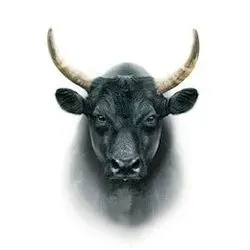 OnlyFans cuenta sirnatethebull avatar 1
