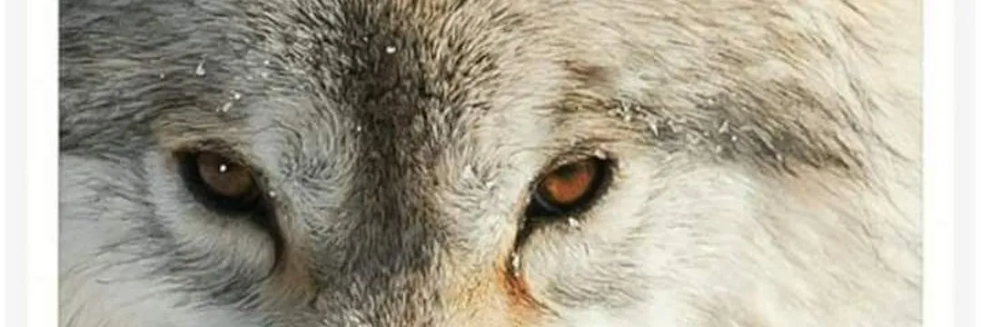 OnlyFans cuenta thelonewolfxxx header 2