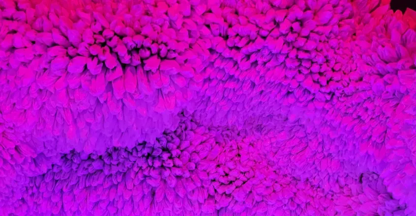 OnlyFans cuenta sophiazyns header 2