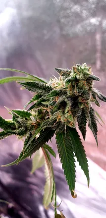OnlyFans cuenta morningswithmaryjane header 2