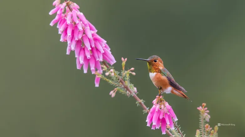 OnlyFans cuenta birdsandflowers header 2